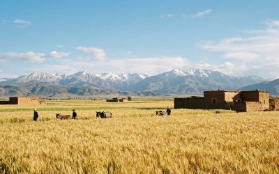 The Role of Agriculture in North Africa’s Economic Development