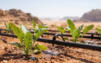 Modern Irrigation Techniques for Arid Climates