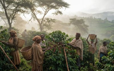 How Coffee Farming is Transforming Ethiopia’s Economy